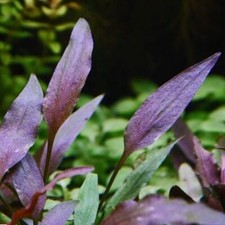 Cryptocoryne walkeri Live Aquarium Plants Tropical Aquascaping Nano Tank K2AQUA