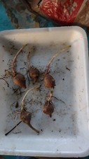 5 tubérculos de alcachofa Jerusalén orgánica roja muy pequeños PARA PLANTAR