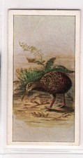 Wills (NZ) New Zealand Birds 1925 #01 Grey Kiwi