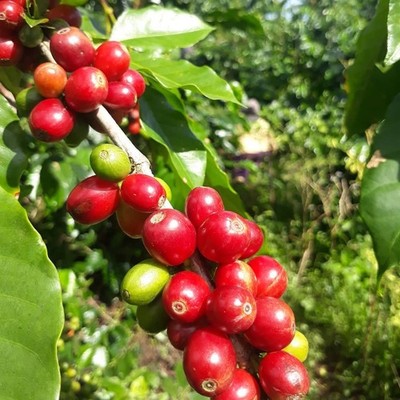 300++ Mundo Maya Coffee Seedss (Coffea sp.) Coffee Bean Certificate