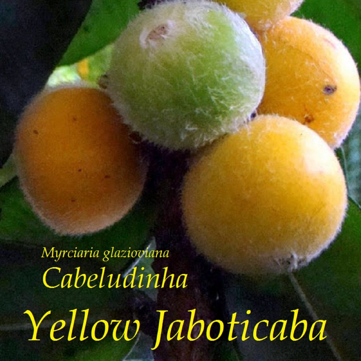 CABELLUDA~ Plinia Glomerata Yellow Jaboticaba Cabeludina Fruit