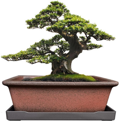 Decorative Ceramic Bonsai Planter Pot 8.5 Inch with Tray, Breathable Unglazed Re