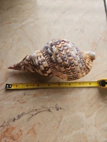 Trumpet Shell,  Decoration Big Seashell,  Shell Ocean Decor