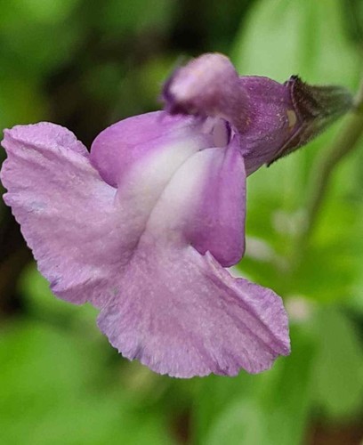PERENNIAL SALVIA PLUG PLANTS PICK + MIX PAY ONLY ONE POSTAGE COST MIXED FLOWERS - Picture 63 of 88