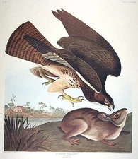 John James AUDUBON / Common Buzzard From The Birds of America Amsterdam Edition