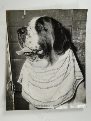 Bernhardiner Hund Cornagarth Kaprina Crufts Show Olympia London 1965 Foto
