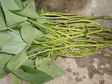 Purple Potato Plants/Slips (30 with roots ) Please contact before ordering