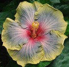 WINTER SOLSTICE Tropical Hibiscus -- Plant in 4.5" pot — photo 1