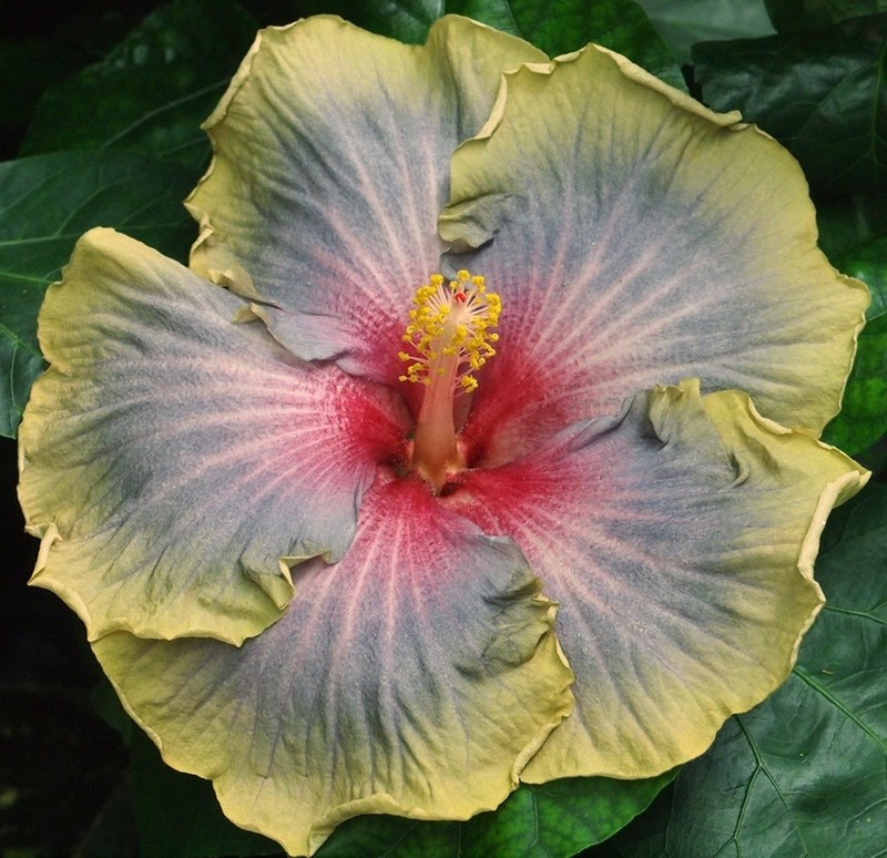 WINTER SOLSTICE Tropical Hibiscus -- Plant in 4.5" pot