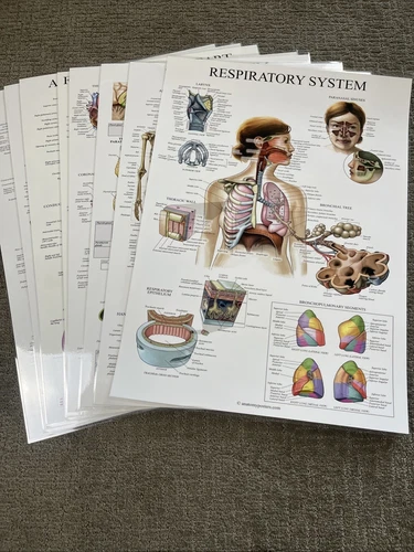 Anatomy Poster Pk Of 7 Double Sided Laminated 18x24 Muscular Skeletal 14 Systems