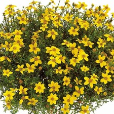 6 Trailing Bidens Goldita Hanging Basket Patio Plug Plants