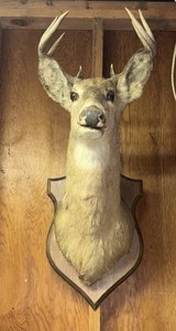 Whitetail Deer Head Shoulder Mount Taxidermy Cape