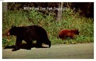 BEAUTIFUL VINTAGE POSTCARD  MOTHER BEAR AND HER CUB   WHITE PINES ILLINOIS — photo 1