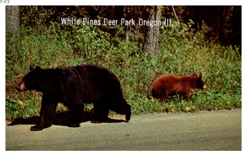 BEAUTIFUL VINTAGE POSTCARD  MOTHER BEAR AND HER CUB   WHITE PINES ILLINOIS