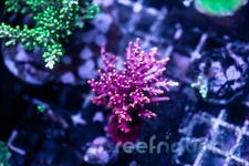 WWC Lil Red Ferrari ReefNation  Coral Frag SPS Zoa LPS Paly Polyps