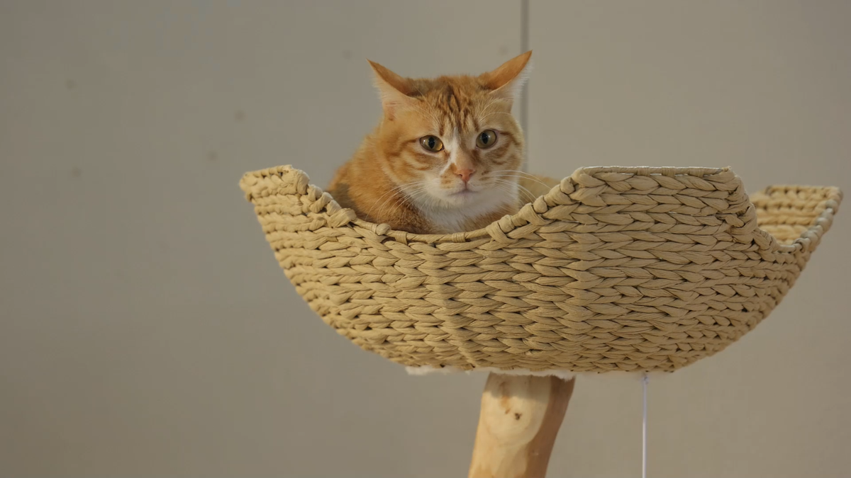 PAWZ Road Cat Tree Tower for Large Cats Modern Solid Wood Flower