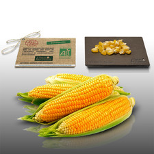 25 graines de Fleurs BIO à semer - LGA Graines - MAIS Golden Bantam Certifié AB