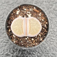 Rare Lithops bromfieldii var. glaudinae Succulent Plant, Potted in 2'' Planter