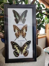 3 REAL  MOUNTED BUTTERFLIES IN GLASS WOOD FRAME SIZE 4.75×8.75"