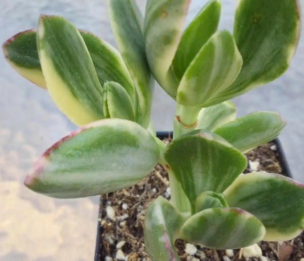 10 Hojas De  Suculenta Crassula Ovata Variegata Para Reproducir
