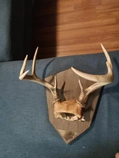 Whitetail deer antlers horn mount mounted on wood plaque 