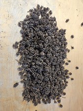 1 lb Coastal Redwood Cones, 600 cones, Sequoi...