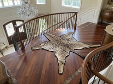 African Giraffe Skin Hide Rug - Male 15x11FT With Black Felt Backing | Taxidermy