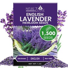 NatureZ Edge1500 English Lavender Seeds for Planting Outdoors or Indoors, 90