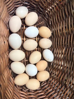 Fertilized Barnard Mix Hatching Eggs 12++