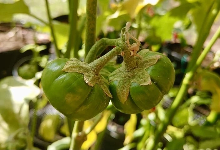 Organic Ornamental Eggplant, Pumpkin On A Stick Eggplant, Pumpkin bush –  The Amazing Seeds