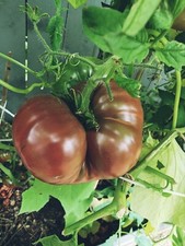 Black Krim Tomato Seeds, NON-GMO, Rare Heirloom. 50 seeds.