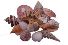 JUMBO Mixed Shells Natural shell Seashells Beach Shell Wedding Display Aquarium