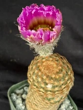 Echinocereus reichenbachii v. minor, cactus plant