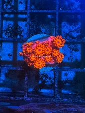 CE- WYSIWYG Blood Diamond Rainbow Goni Frag - Live Coral Frag LPS SPS #RZD2