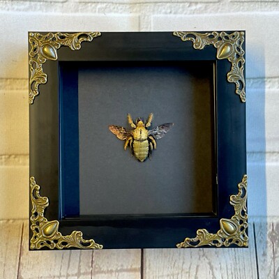 Goldene Zimmermannsbiene (Xylocopa confusa) Barockstil Schattenkasten Rahmen Display