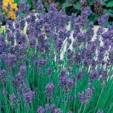 English Lavender Munstead Shrubs Garden Plants Scented 6 x Plug Plants Lavandula