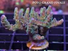 POTO GRAND FINALE - SPS LIVE CORAL