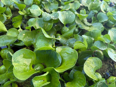 #ad LIVE Water Hyacinth Floating Koi Pond Plant $59.95