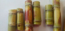 10 sticks SUGAR CANE GREEN JUICING CHEWING ORGANIC PLANT