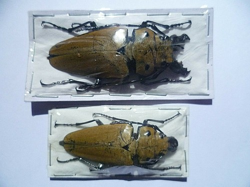 Trictenotoma childreni pareja, BEETLE, UNMOUNTED, SIN MONTAR A1 - Picture 2 of 13