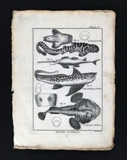 1789 Bonnaterre Fish Print - Leopard Shark - Sawfish - King Herring - Monkfish