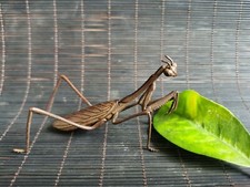 Antique old Tea Pet Collectible Pure Solid Copper Praying mantis flexible Statue