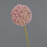 Artplants KüNstliche Blume Allium Bailin, Rosa-Creme, 65 Cm