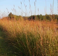 Big Bluestem Native Grass Seed, Deer and Wildlife Cover, Seeds 1/4 Acre