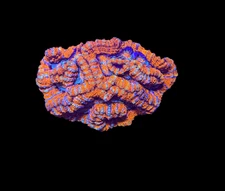 WYSIWYG Rainbow Wilsoni – Live LPS Coral for Reef Aquarium