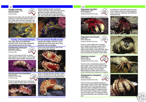 Field Guide to the Marine Invertebrates of South Australia -Karen Gowlett-Holmes - Picture 3 of 3