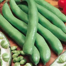 Aguadulce Fava Bean seeds, 50 count, NON-GMO, Country Creek Acres