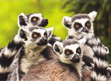 Wildlife *** cartolina zoo * LEMUR KATTA * cartolina # 2A
