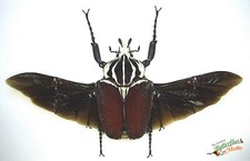 Goliathus goliatus Wings open Male Huge  Beetle SET x1 A!- Entomology *NICE*