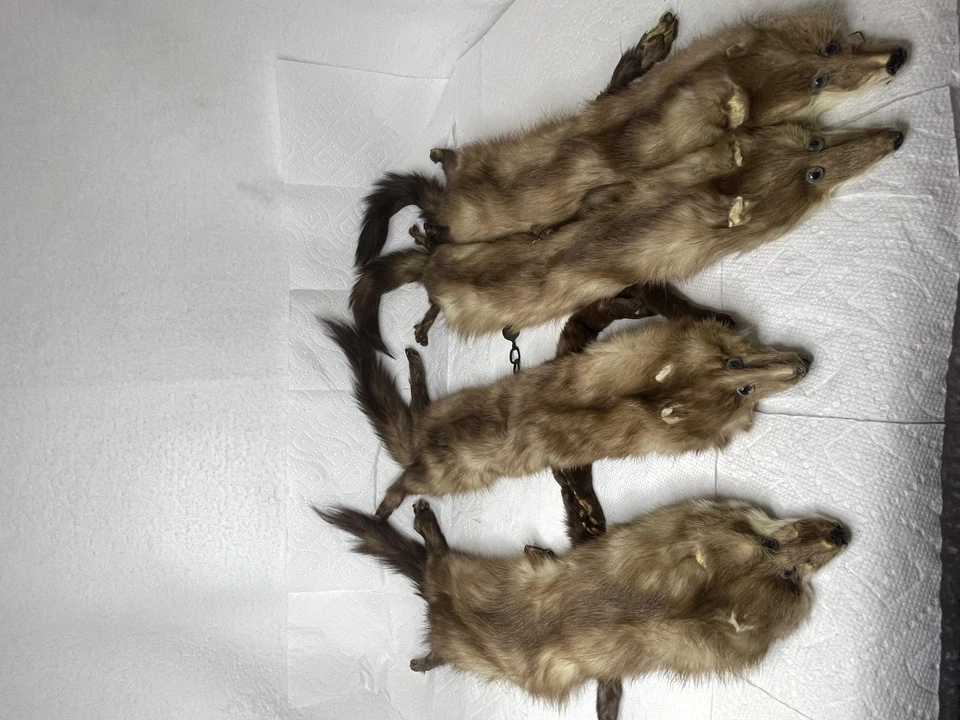 Lote De 4 Estolas De Piel De Sable De Colección Cabezas De Piel Completas Colas Garras Taxidermia Estate Foto 2 de 4